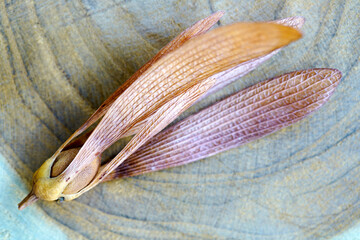 Unique Seed Structure of a Maple Tree on Natural Wood Background