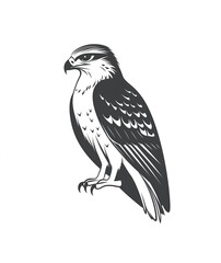 Fototapeta premium Isolated Falcon on white background