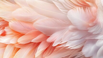 Fototapeta premium Delicate Pink and White Bird Feathers Texture