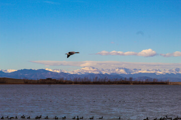 Fly Goose with mountains 