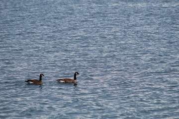 Two Geese in a lake 