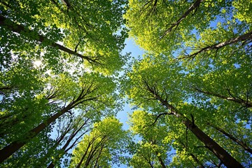Fototapeta premium Looking up at tall green trees with sunlight filtering through the leaves against a bright blue sky