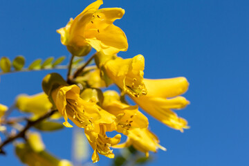 Fototapeta premium Kōwhai Tree in Bloom – Native New Zealand Flora