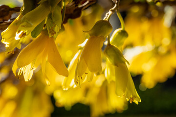 Golden Kōwhai Blossoms in Full Spring Glory