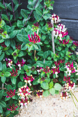 lonicera firecracker plant with magenta purple and yellow  flowers outdoor, close-up