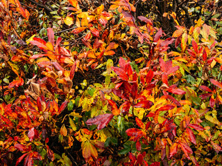 Green, yellow, red leaves, trees in autumn season. Colorful colors tree leaf background at the outdoor park. Beautiful autumn tree, nature scene in october.