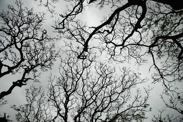 tree branches in the sky