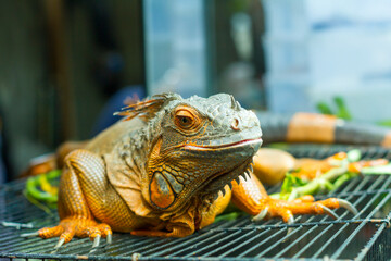 Green Iguana, iguana iguana, Adult Male standing on Branch
