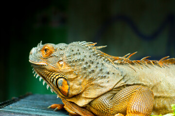 Green Iguana, iguana iguana, Adult Male standing on Branch
