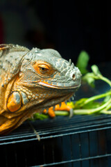 Green Iguana, iguana iguana, Adult Male standing on Branch
