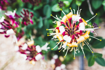 lonicera firecracker plant with magenta purple and yellow  flowers outdoor, close-up