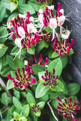 lonicera firecracker plant with magenta purple and yellow  flowers outdoor, close-up