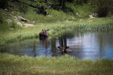 Moose in lake 