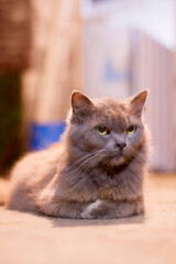 Pretty adult Persian cat, laying down. Looking towards camera.