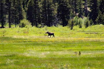 Moose in meadow 