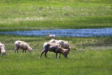 Fototapeta premium herd of sheep