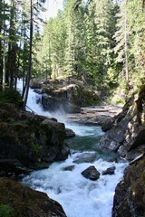 Fototapeta premium river in the forest