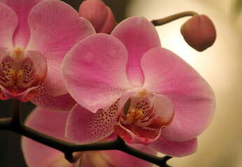 Obraz premium Pink orchid flower on a tropical plant in a garden