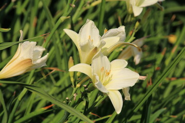 Fototapeta premium Lily In Bloom