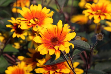 yellow flowers in the garden
