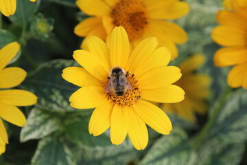 bee on yellow flower
