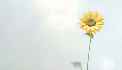 sunflower, single, blooming, isolated, white, background, highresolution, flower, nature, botanical, vibrant, yellow, petal, closeup, detailed, realistic, floral, elegant, bright, minimal, fresh,