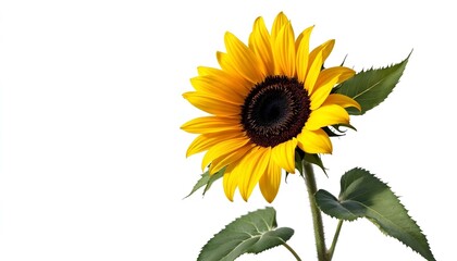 Obraz premium sunflower, single, blooming, isolated, white, background, highresolution, flower, nature, botanical, vibrant, yellow, petal, closeup, detailed, realistic, floral, elegant, bright, minimal, fresh,