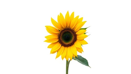 Obraz premium sunflower, single, blooming, isolated, white, background, highresolution, flower, nature, botanical, vibrant, yellow, petal, closeup, detailed, realistic, floral, elegant, bright, minimal, fresh,