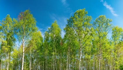 Fototapeta premium Forest summer sprig nature landscape. green forest and sky