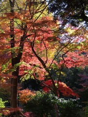 【六義園】色鮮やかな紅葉の世界