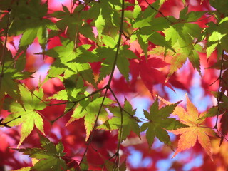 【六義園】紅葉の中の青葉