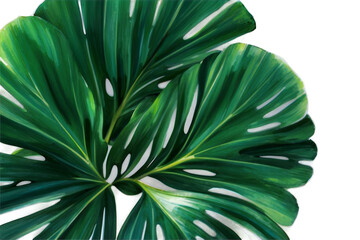 leaves of spiral ginger watercolor, tropical exotic green leaves botanical illustration isolated on white background, Generative AI