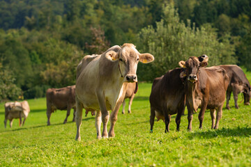 Cow on mountains. Cows on alps meadow. Cows farm nature. Cattle eating grass, grazing on pasture. Herd of cows on an agricultural farm. Cow on lawn. Cow grazing on green meadow. Holstein cow.
