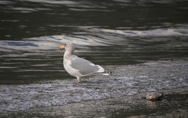 Seagull at Kilby Park Campground during a fall season in Harrison Mills, British Columbia, Canada