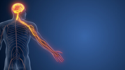 Somatic Nerves in Hand Regulating Motor Responses