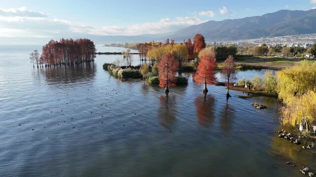 The view of Erhai Lake with red pine trees changing colors is a tourist attraction that tourists visit during their vacation in Dali Old Town, China.