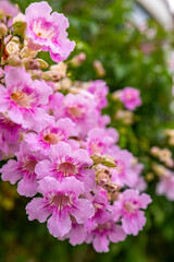 pink and white flowers