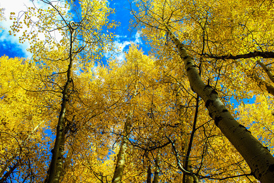 Aspen trees changing 