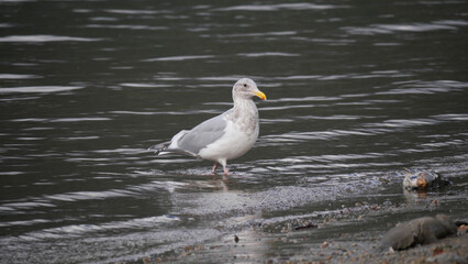 Seagull at Kilby Park Campground during a fall season in Harrison Mills, British Columbia, Canada