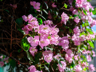 Close-up photo of pink bougainvillea flowers in bloom