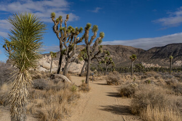 Yucca brevifolia (Joshua tree, yucca palm, tree yucca, and palm tree yucca)，Cap Rock Nature...