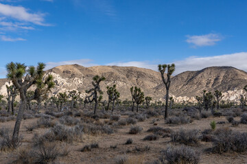 Yucca brevifolia (Joshua tree, yucca palm, tree yucca, and palm tree yucca)，Cap Rock Nature Trail,  Joshua Tree National Park, California. Weathered Granitic Rocks. White Tank Quartz Monzonite. 