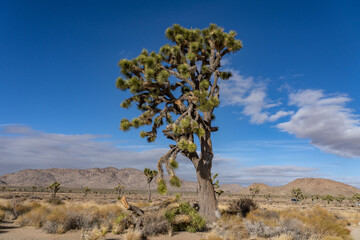 Yucca brevifolia (Joshua tree, yucca palm, tree yucca, and palm tree yucca)， Park Blvd, Joshua...