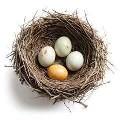 nest with eggs