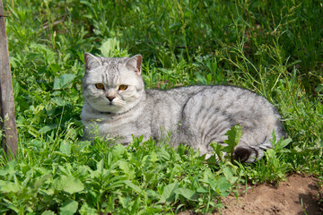 Gray British cat lies in green grass in the garden in summer