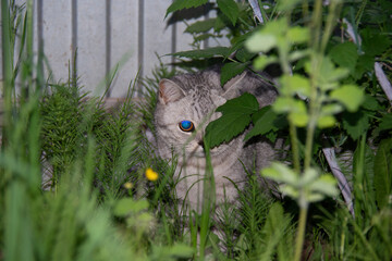 Gray British cat among thickets of green grass in the garden in summer