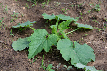 Zucchini bush in a garden bed in summer