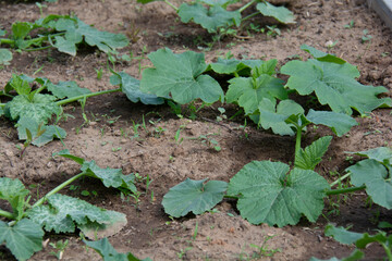 Zucchini bushes in a garden bed in summer