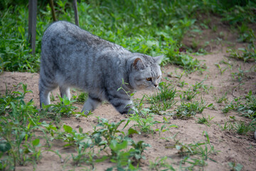 Gray British cat walks on the grass in the garden in summer