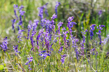 Purple sweetvetch flowers in a summer meadow